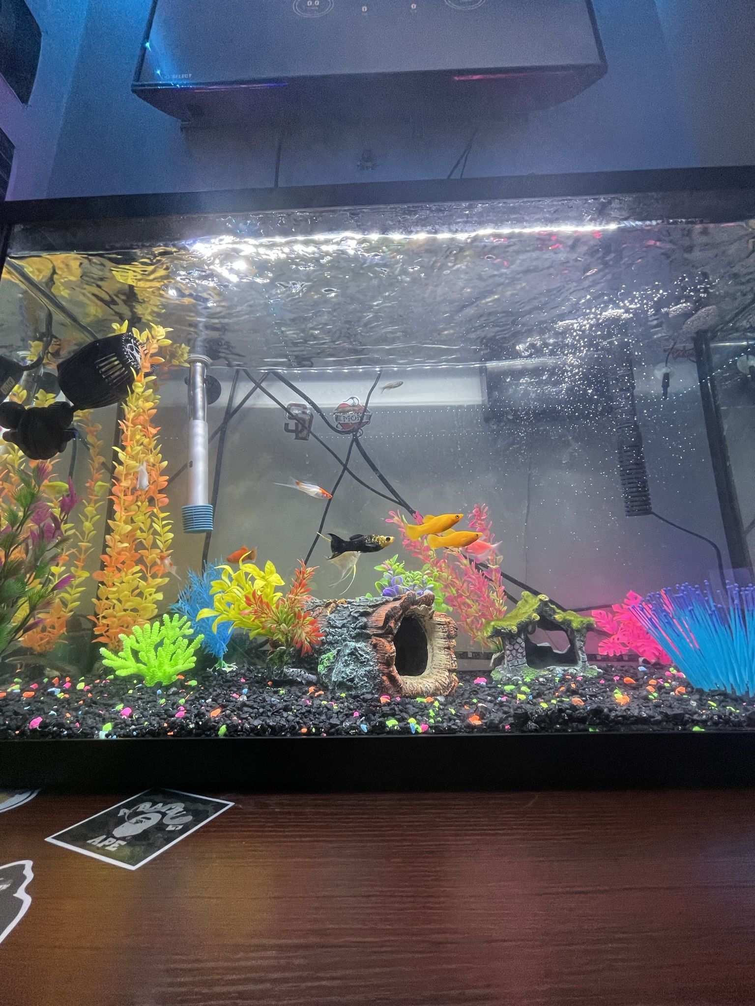 30 Gallon Fish Tank