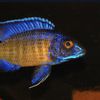 All Things Cichlids 