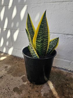 Healthy 2-Gallon Futura Superba Snake Plant - Easy Care Air Purifying Houseplant