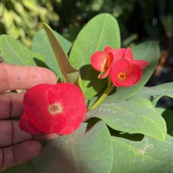 Corona De Cristo. Roja 