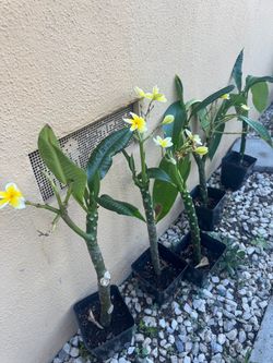 Plumeria tree , each pot $10