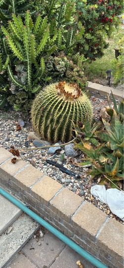 Barrel cactus. This is a lg one