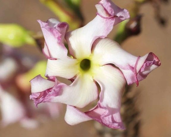 LIVE PLANT 1ft Pachypodium rutenbergianum - Madagascar Palm succulent