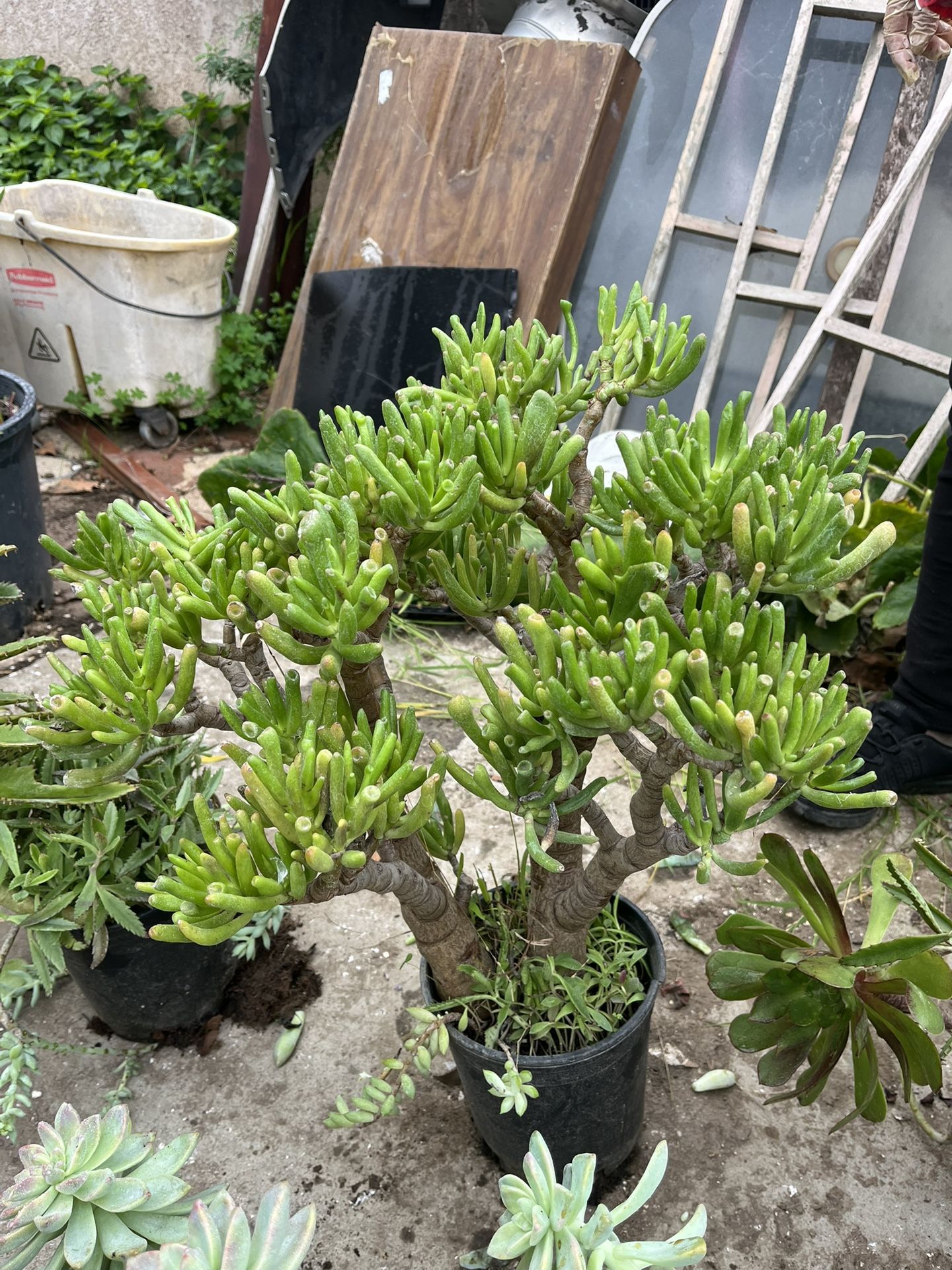 Gollum Jade Plant, Succulents 