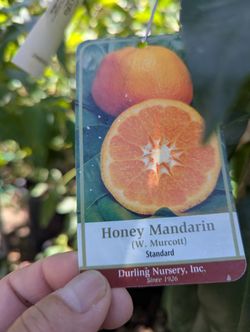 Grafted Honey Mandarin Plant 