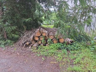 Free fire wood, you hall any or all