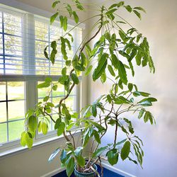 Oversized Potted Plant - Schefflera actinophylla (Umbrella Tree)
