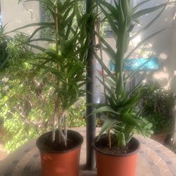 Tall Climbing Aloe Succulent Plant 🌱