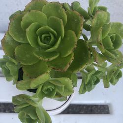 Beautiful Plant In A Ceramic Pot 