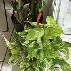 🌿Super Gorgeous,Very Healthy ♥️MARBLE QUEEN🙏PLS READ DESCRIPTION 