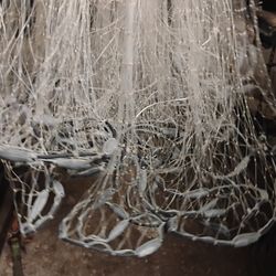14 ft.   Mullet  net