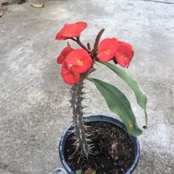 corona de cristo