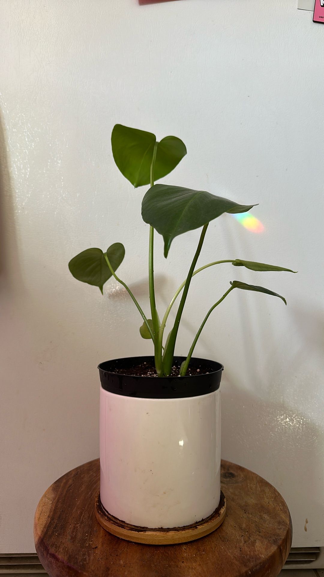 6inch Monstera Indoor Plant
