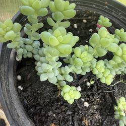 Succulent 