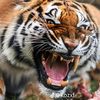 luis