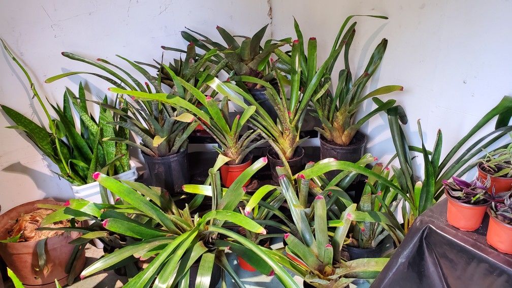 14 bromeliads plants for $50