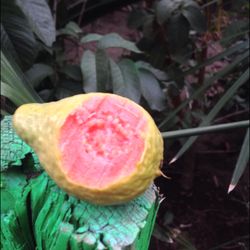 Árboles De Guayabas Ya Tienen Fruta $50 Precio Firme 