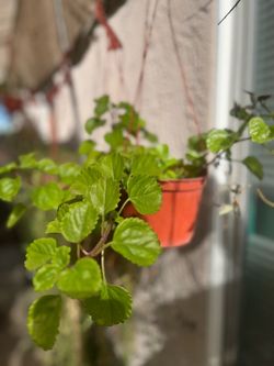 Planta del dinero