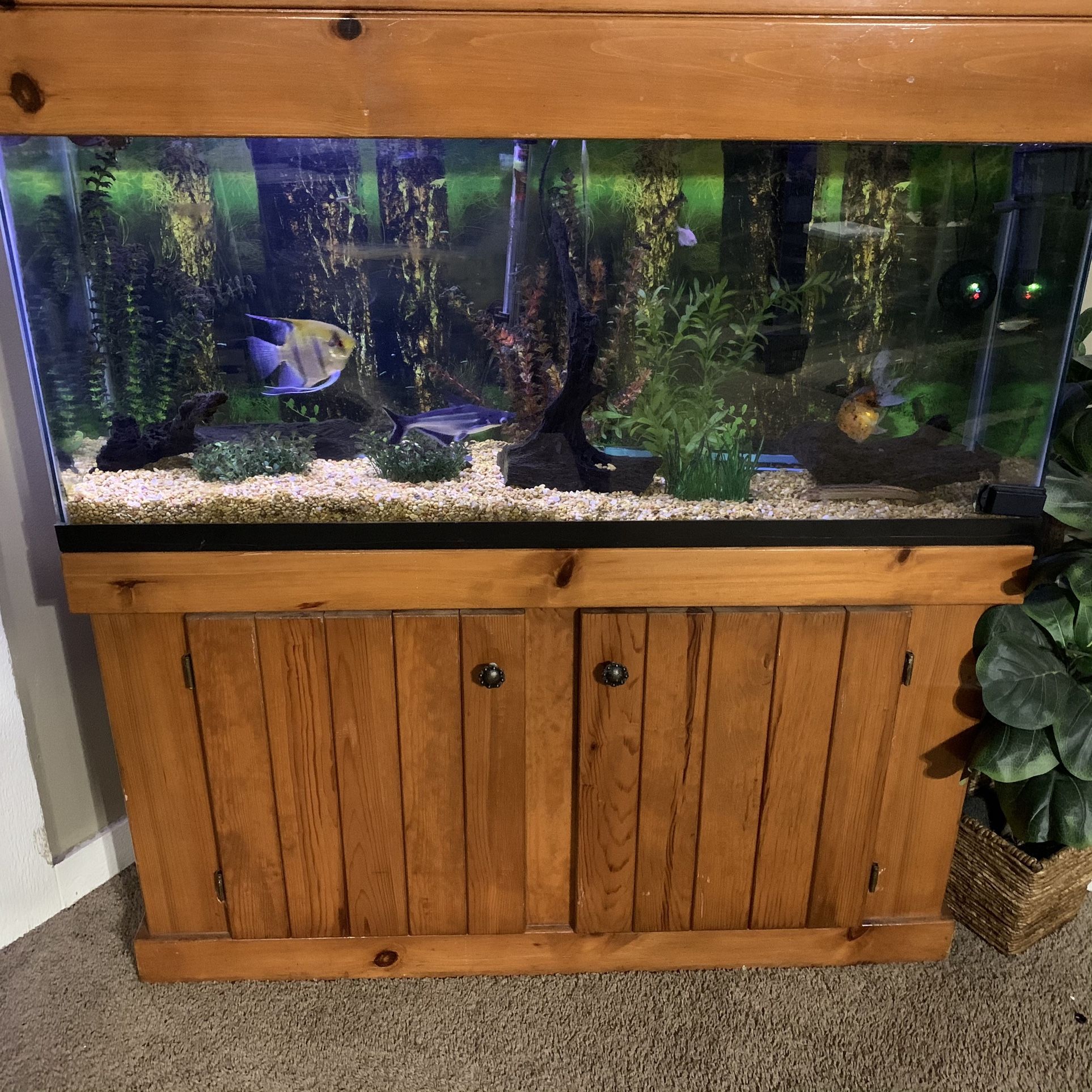 55” Fish Tank