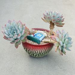  Succulents plants 🪴 