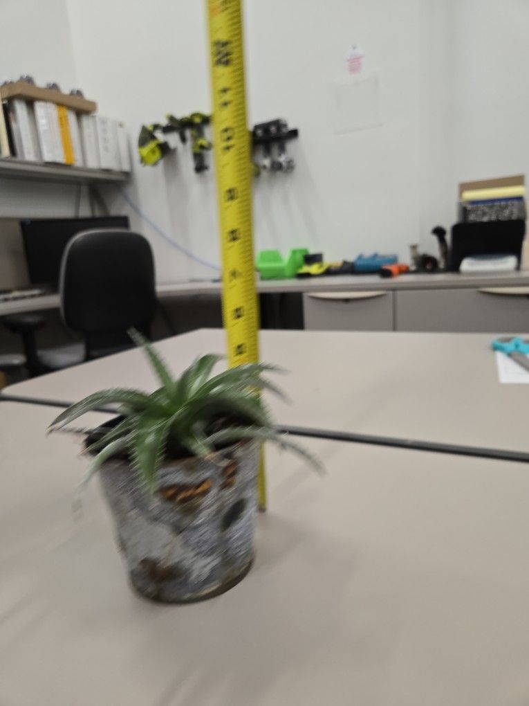 Agave Plant