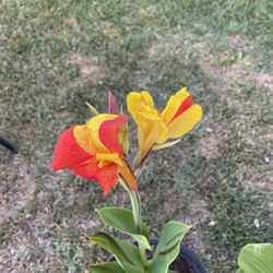 Canna Lily 