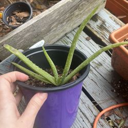 Baby Aloe Plant 