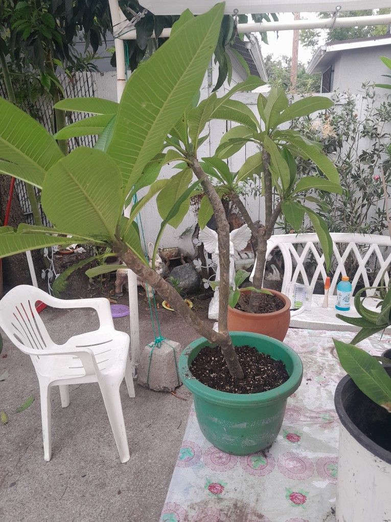 Pulmerias Plants White Or Purple Pink $20