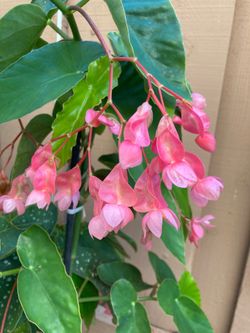 Angel Wing Cane Begonia Plant; 4” Polka Dotted Leaves Pink Flowers