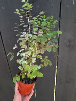 Snow Bush Plant 4" Pot - Indoor House Plants