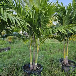 Crhistmas Palms Single Double And Triple Tall Full Green  Fertilized  Ready For Planting Instant Privacy Hedge  Same Day Transportation 