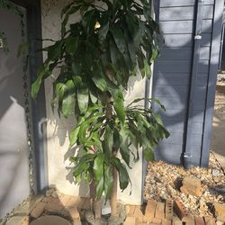 Live 7ft Dracaena fragrans