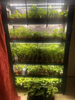 Garden plants