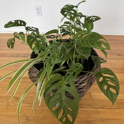 Indoor Plants