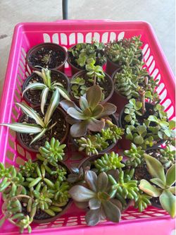 Indoor / Outdoor Small Potted Plants