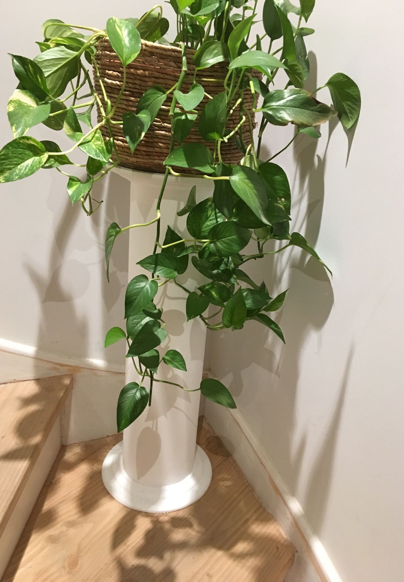 White wooden plant holder column .