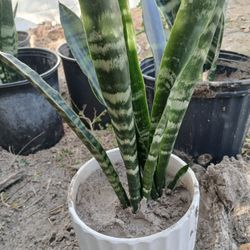 Snake Plants