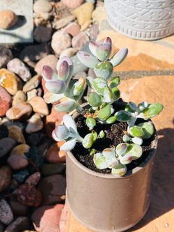 Crassula ovata 'Gollum' with grey Ceremic pot