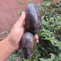 Aguacate Reed Liso 