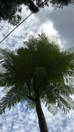 Jacaranda tree