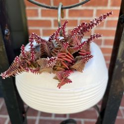 Unique Succulent In A Wall Pocket
