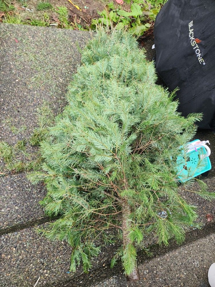FREE 6-Foot Tree – Great for Projects or Firewood! for Sale in Tacoma ...