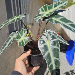 4" Alocasia 'Bambino' (C)