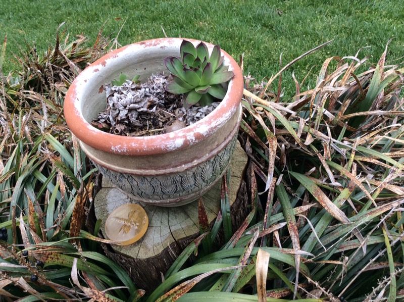 Vintage pot with plant