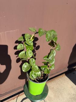 hoya chelsea one gallon pot