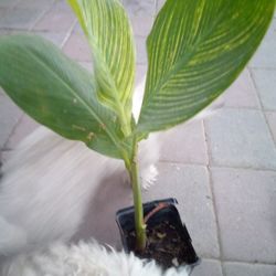 Caballito Anaranjado 