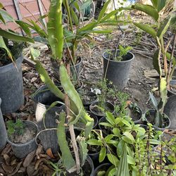 Yellow Dragon Fruit Plants