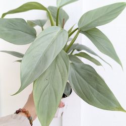 Philodendron Hastatum Silver Sword Plant 4" Pot - Indoor House Plants
