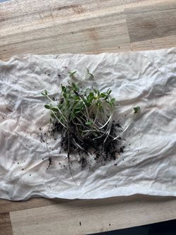 Zinnia Starts