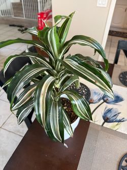 Dracaena deremensis